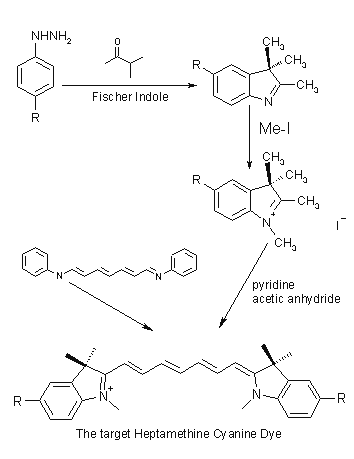 Cyanine Synthesis via Indoles