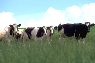A Herd Of Cows