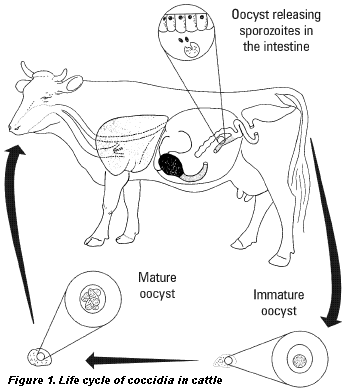 Life cycle of coccidia in cattle