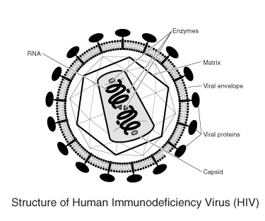 HIV structure