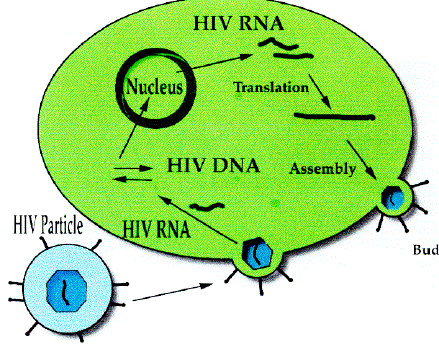 HIV Life cycle