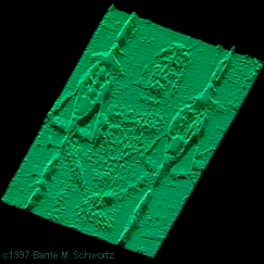 3D Image of the Shroud Shown on a VP-8 Image Analyzer