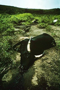 The deadly gas killed many animals and livestock as well as people