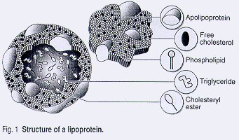 Stucture of a lipoprotein