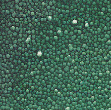 Nanoparticles of Pd black - useful as a catalyst