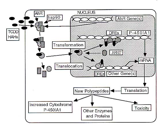 Diagram courtesy of Professor Denison.
