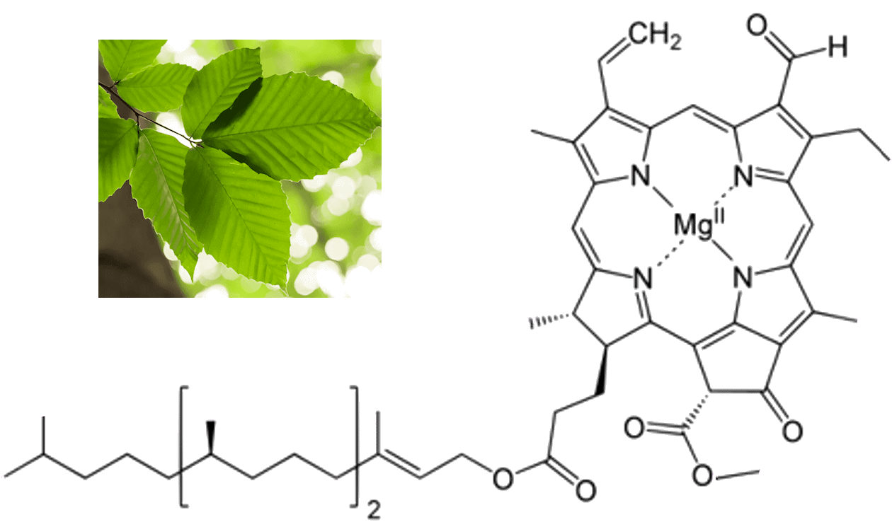 Chlorophyll b