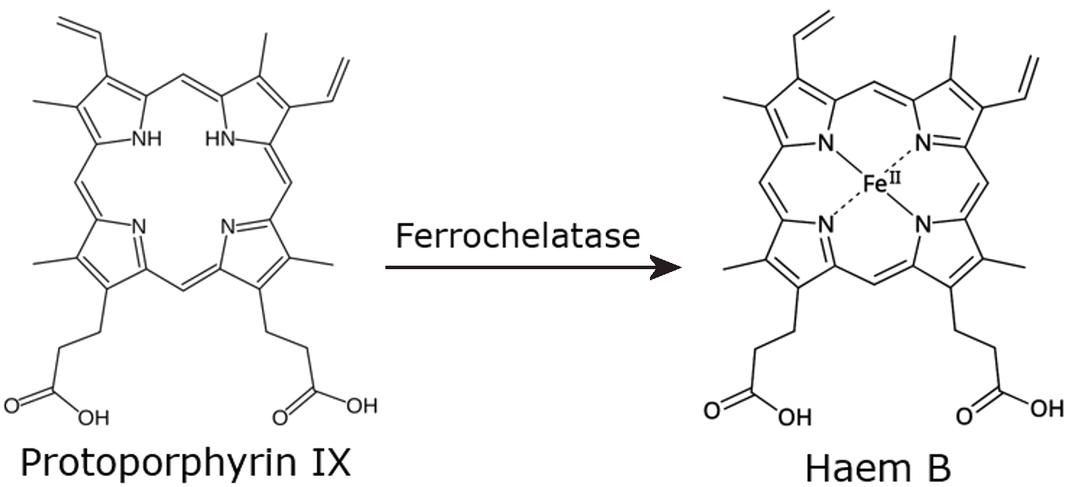 Addition of Iron into the porphyrin ring