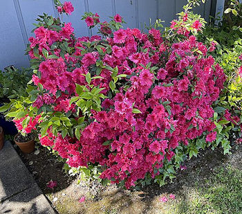 Azaleas