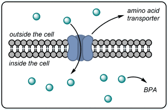 Transport across the cell membrane Transport across the cell membrane