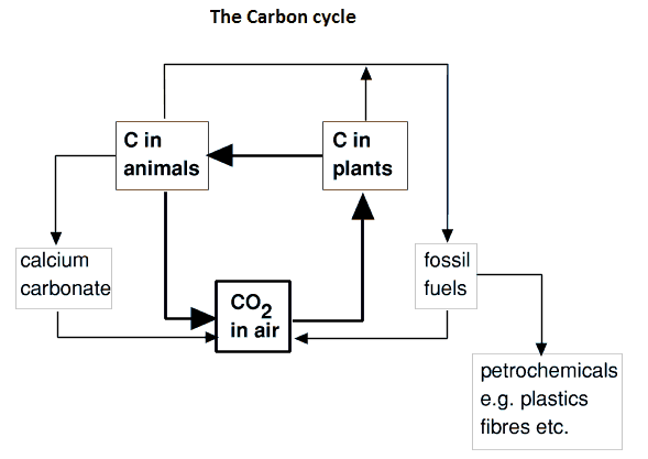 Carbon Cycle