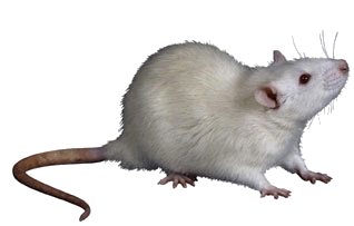 White mouse