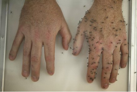 Hands covered in mosquitos
