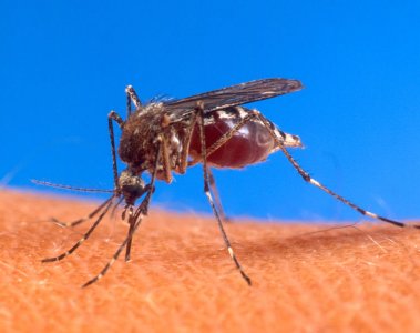 Mosquito biting a human