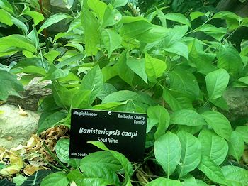 Banisteriopsis caapi (The Soul Vine)