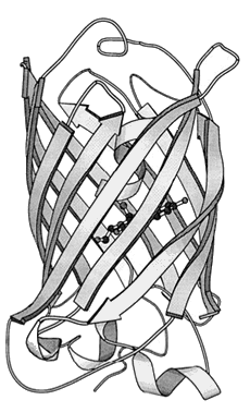 Tertiary structure of GFP