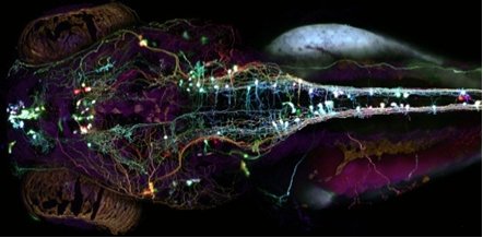 Brainbow from a  zebrafish