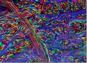 Brainbow from a mouse