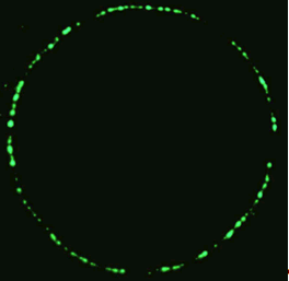 The ring of fluorescence seen in the jellyfish A. victoria