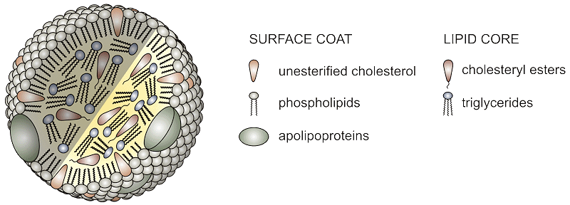 a plasma lipoprotein particle