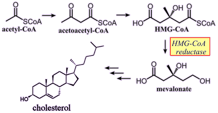 mevanolate pathway