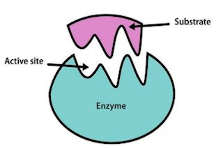 Enzyme action