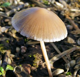 The ‘super’ mushroom