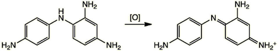 Oxidation to form dye