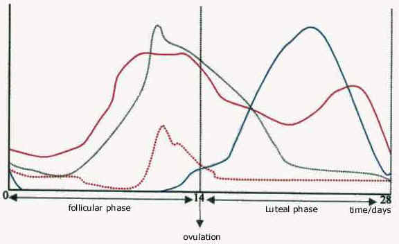 Summary Of The Hormonal Control In The Ovary