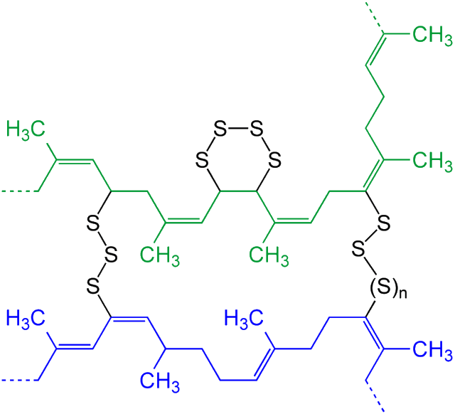 The vulcanization of polyisoprene