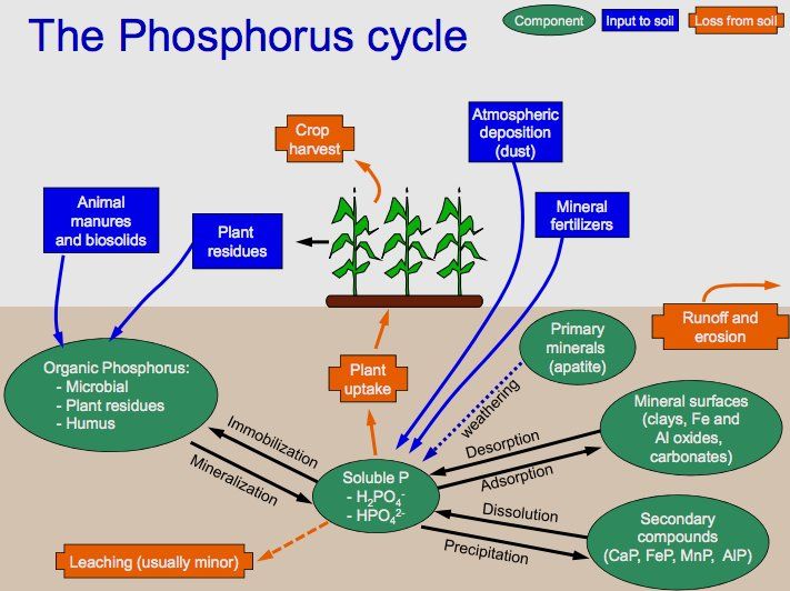 The P cycle in nature