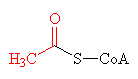 acetylcoA - click for 3D strcuture