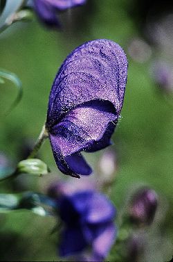 Monkshood by Schnobby - Own work. Licensed under Creative Commons Attribution-Share Alike 3.0 via Wikimedia Commons - http://commons.wikimedia.org/wiki/File:Monkshood.jpg#mediaviewer/File:Monkshood.jpg