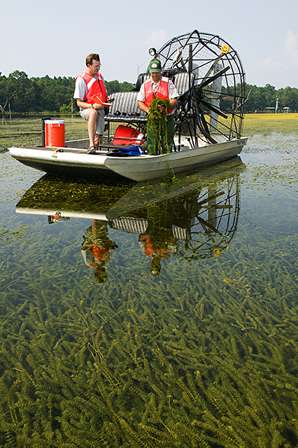 Hydrilla verticillate