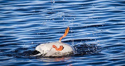 Duck swimming upside down