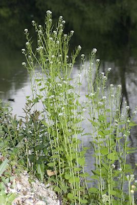 Eastern Hemisphere mustard plant