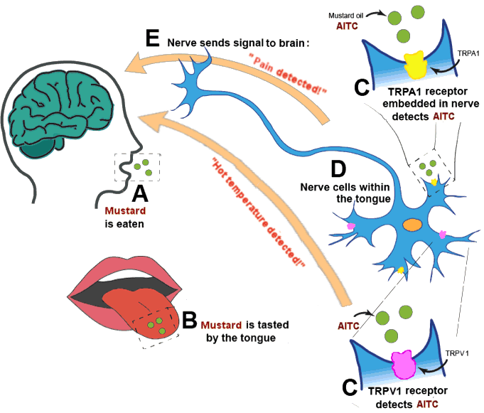 How the mustard receptor works