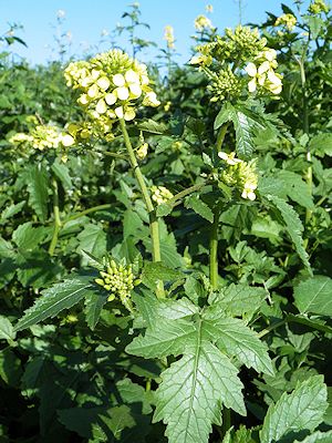 White mustard plant