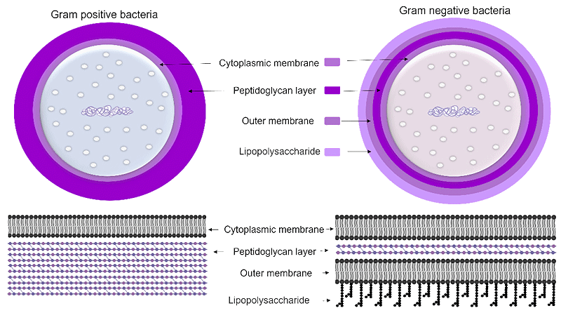 The different cell walls in Garm-positive and Gram-negative bacteria The different cell walls in Garm-positive and Gram-negative bacteria