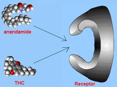 Anandamide - Wikipedia