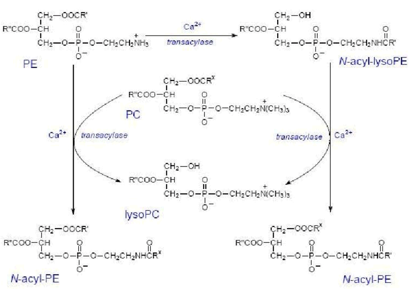 Biosynthesis of anandamide