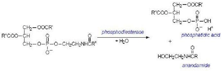 Final stages of synthesis