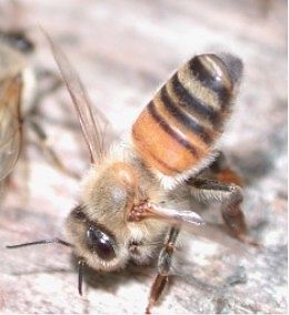 Bee emitting a swarming pheromone