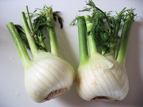 Fennel