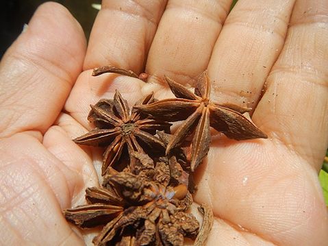 Star anise