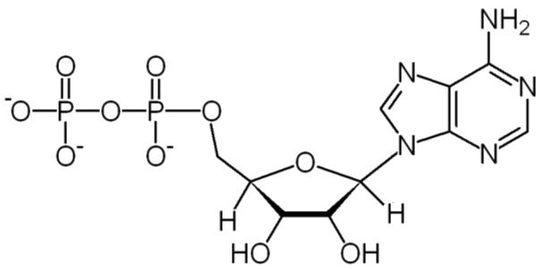 ADP