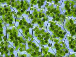 chloroplasts