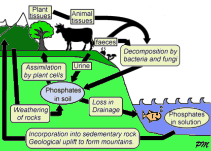 The phosphatecycle