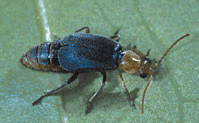 Melyrid beetles (image coutesy of John P. Dumbacher, California Academy of Sciences)