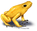Frog - copyright Joe Trumpey